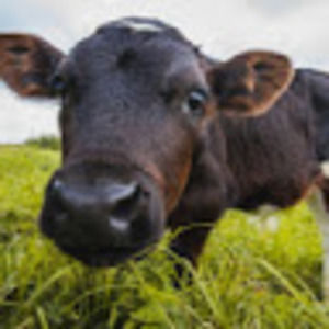 Meet your Posher, Myha